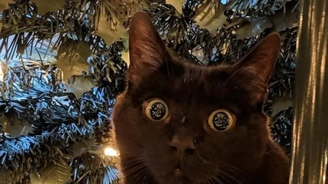 Foto Hewan Berekspresi Manusia