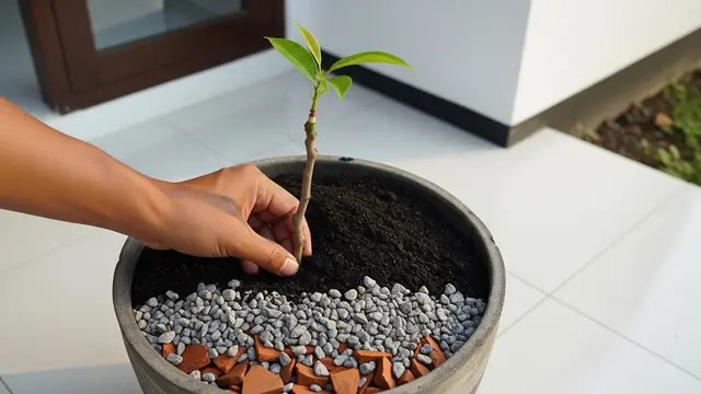 Cara Menanam Pohon Buah dalam Kontainer Bekas