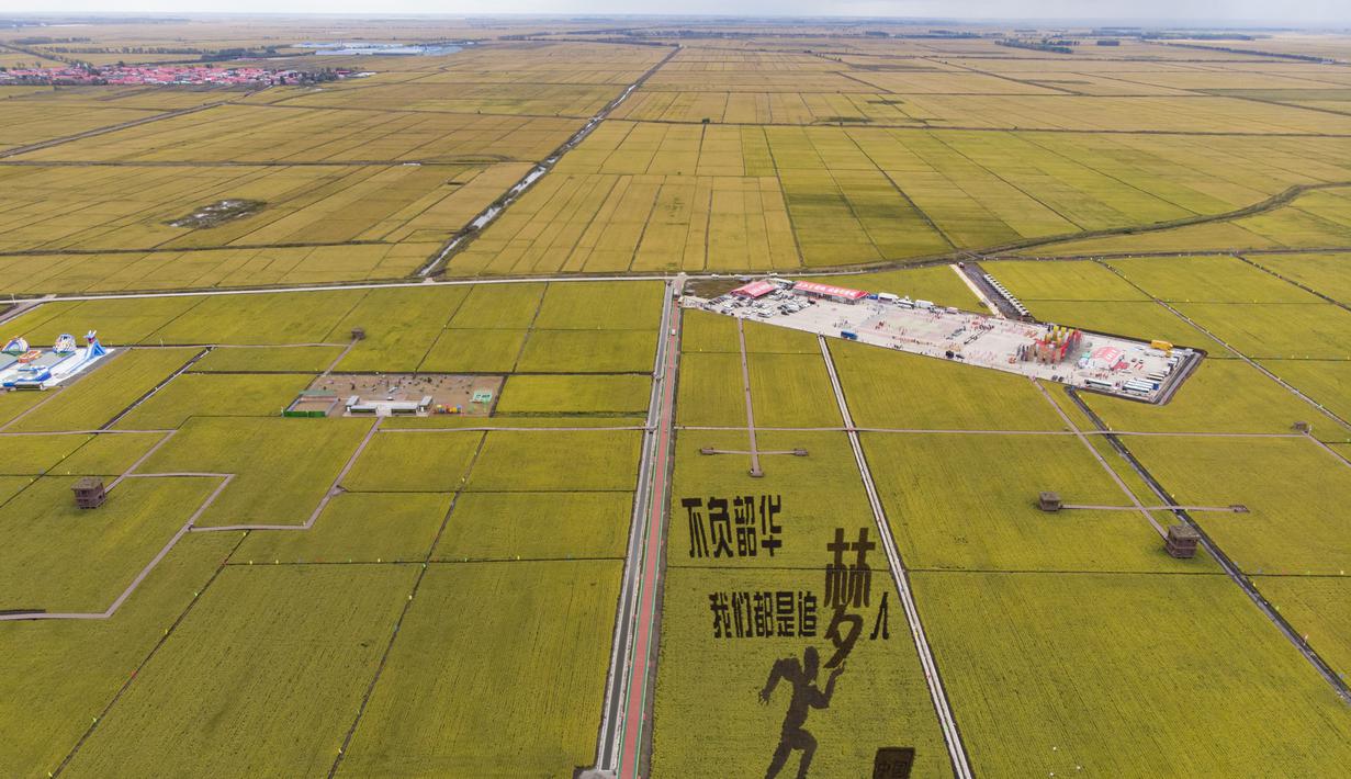 Foto dari udara yang diabadikan pada 21 September 2020 ini menunjukkan sawah yang akan dipanen di sebuah area persawahan di Kota Fujin, Provinsi Heilongjiang, China timur laut. Dalam beberapa hari terakhir, sekitar 2.667 hektare sawah di kota tersebut telah memasuki musim panen. (Xinhua/Zhang Tao)