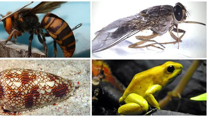 Foto : copyright all-that-is-interesting.com