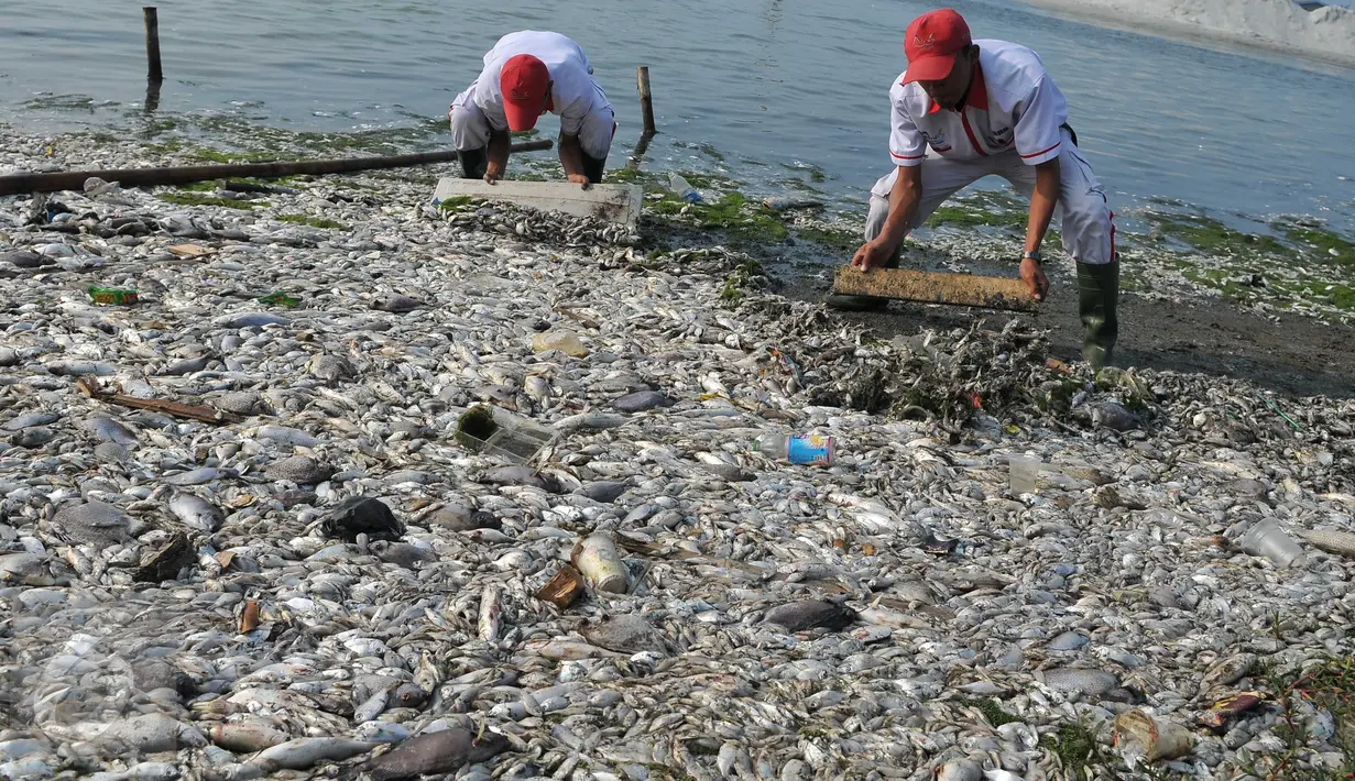 Petugas membersihkan bangkai ikan yang mati di sepanjang reklamasi pantai Ancol, Jakarta (30/11/2015). Ribuan ikan yang mati dan terdampar di pantai ini diduga akibat tercemar limbah industri. (Liputan6.com/Gempur M Surya)