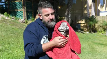 Seorang petugas membungkus iguana yang kaku kedinginan dengan selimut di Taman Nasional Everglades, Florida selatan, 6 Januari 2018. Sejumlah hewan ikut merasakan temperatur dingin ekstrem yang tengah melanda pesisir timur Amerika Serikat. (AP Photo)