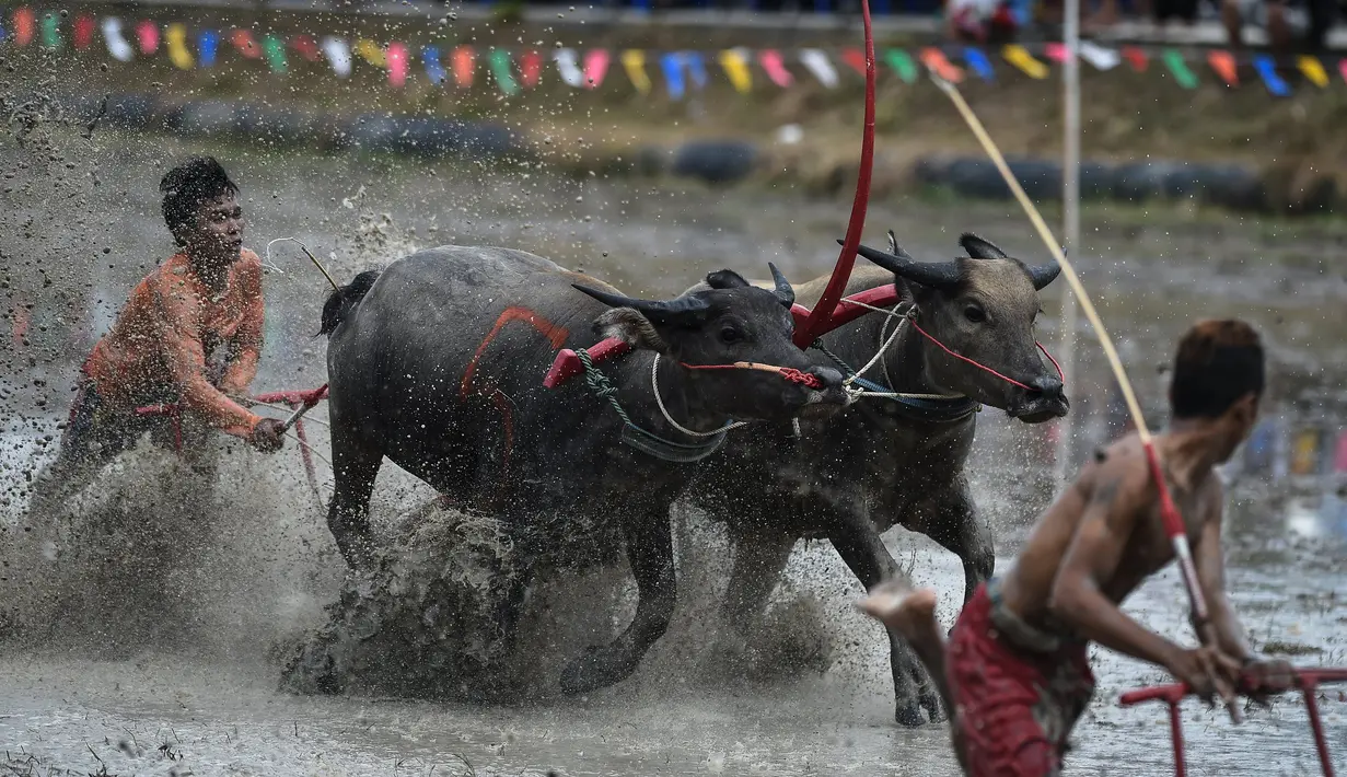 Seorang petani berusaha mengendalikan kerbaunya saat bersaing pada festival lomba balap kerbau di Chonburi, Minggu (16/7). Festival tahunan di Thailand ini merupakan tradisi untuk menyambut datangnya musim panen padi. (LILLIAN SUWANRUMPHA / AFP)