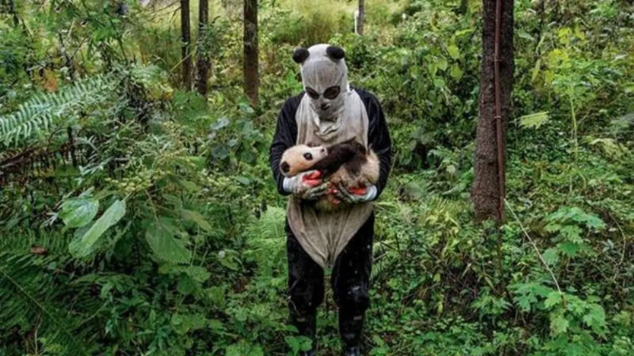 panda, hewan langka