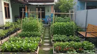 9 Kebun Sayur Sederhana untuk Lansia yang Bikin Dapur Selalu Terisi, Mudah Dirawat