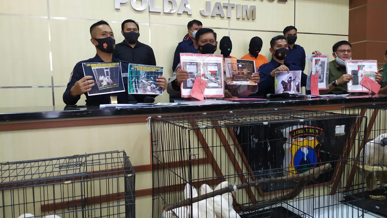 Polisi menangkap penjual satwa dilindungi secara online.  (Dian Kurniawan/Liputan6/com)