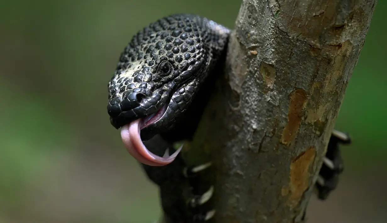 Seekor Heloderma (Horridum harlesborgerti), kadal endemik yang terancam punah, terlihat di Taman Regional Kota Niño Dormido, Cabanas, Guatemala, 11 Juli 2022. Niño Dormido (Anak yang tertidur) adalah salah satu nama reptil yang dikenal. (Johan ORDONEZ/AFP)