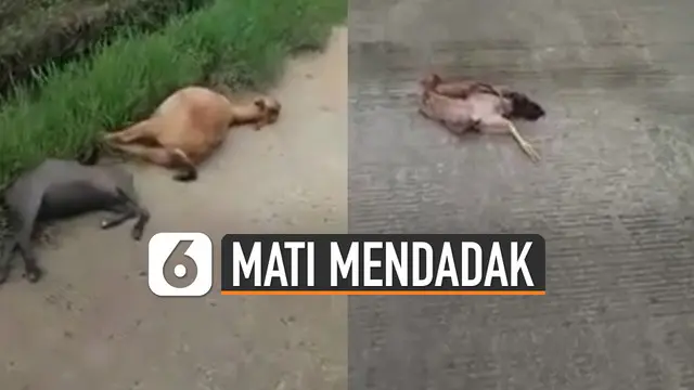 Sebuah video menunjukkan sejumlah hewan seperti kambing, ayam dan kucing mati mendadak. Kejadian ini sontak membuat heboh warga hingga tersebar di media sosial.