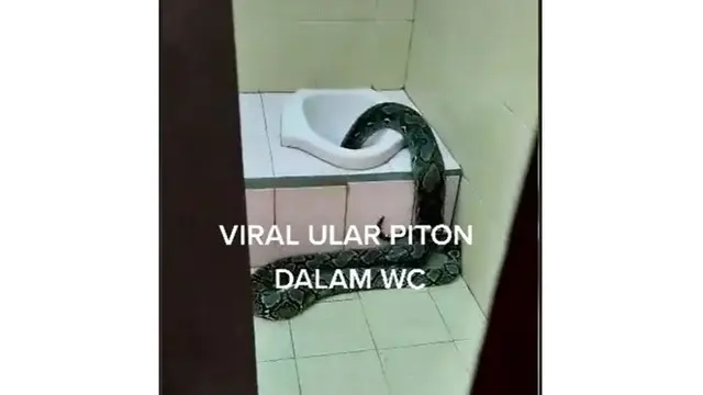 Heboh Ular Piton Sepanjang 2 Meter Masuk ke Saluran Kloset, Bikin Merinding