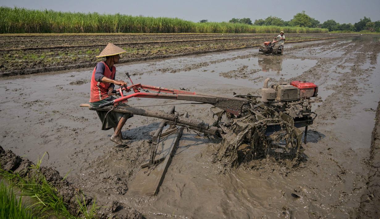 Petani membajak sawah dengan traktor sebelum menanam bibit padi di Sidoarjo, Jawa Timur, Rabu 3 Juni 2026. (JUNI KRISWANTO/AFP)