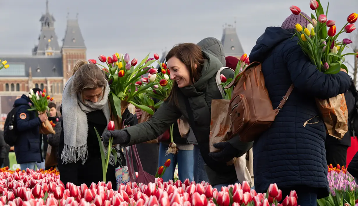 Hari Tulip Nasional diadakan pada minggu ketiga bulan Januari setiap tahunnya untuk mengawali musim tulip di Belanda. (AP Photo/Peter Dejong)