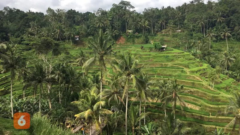 Tegallalang Rice Terrace
