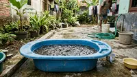 8 Ide Ternak di Bak Mandi Bekas yang Cocok untuk Desa dan Kota, Modal Kecil Hasil Menjanjikan