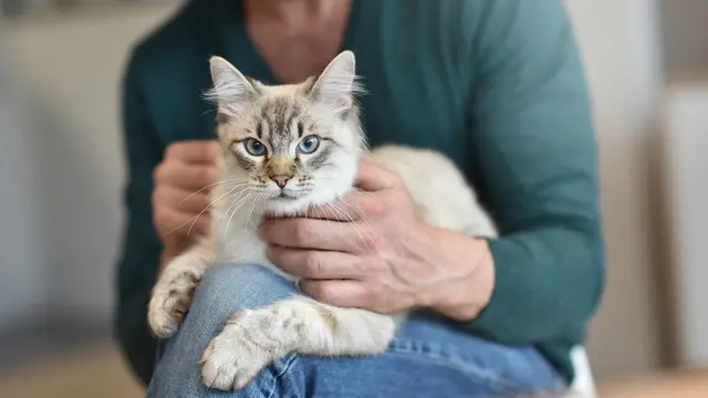 Kiat Tepat Mengelus Kucing, Dijamin Bebas Risiko Cakar dan Gigitan