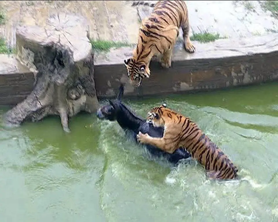 Detik-detik harimau menerkam keledai yang sengaja di dorong oleh petugas kebun binatang Yancheng Safari Park di Yancheng, China (Facebook/CGTN)