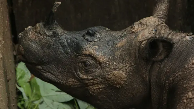 20160323-Badak Sumatera Langka Ditemukan di Kutai Barat-Kalimantan