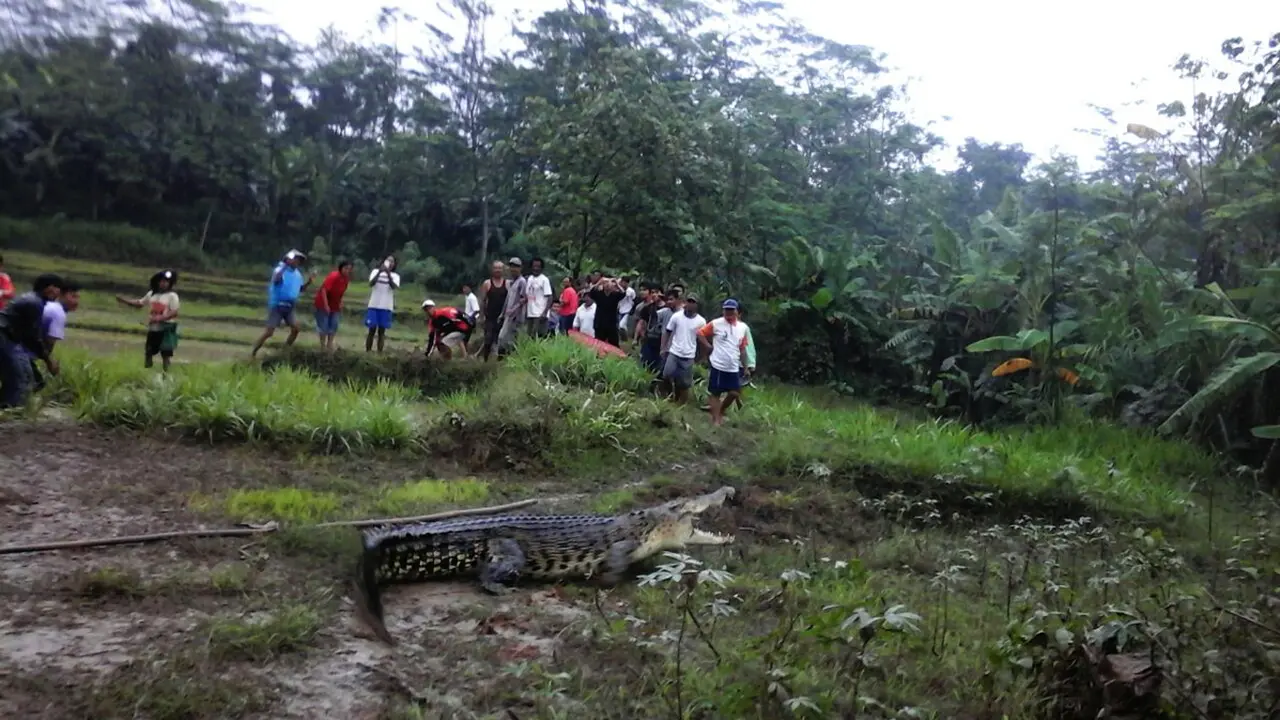 Buaya