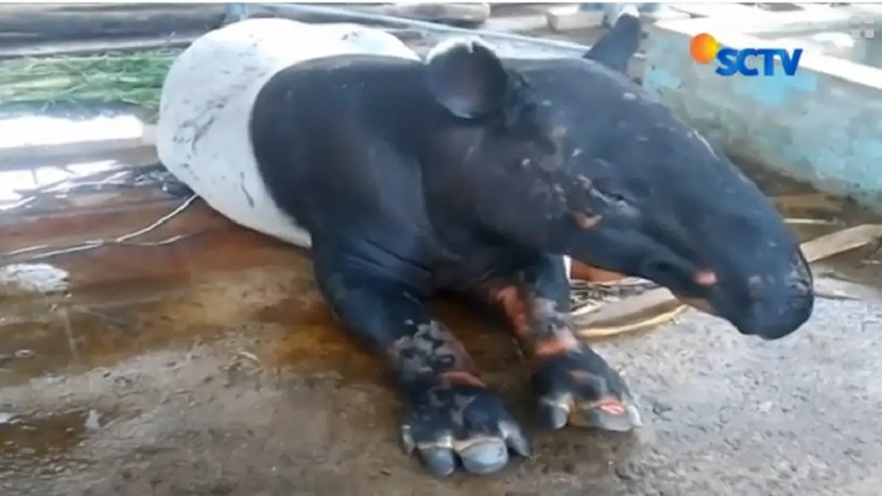 [Bintang] Tapir
