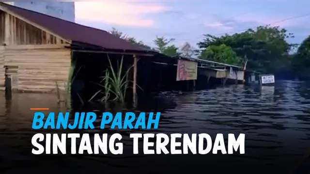 Banjir yang menggenangi wilayah Kabupaten Sintang, Kalbar sudah berlangsung selama 1 bulan. Ribuan warga masih mengungsi, sebagian pengungsi belum terjamah bantuan.