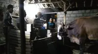 Kawanan Maling Sapi Lintas Provinsi Diringkus di Banyumas