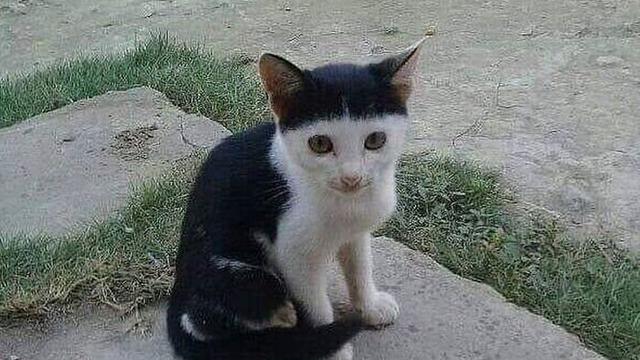 6 Potret Hewan Berponi Ini Curi Perhatian, Jadi Kurang Gagah