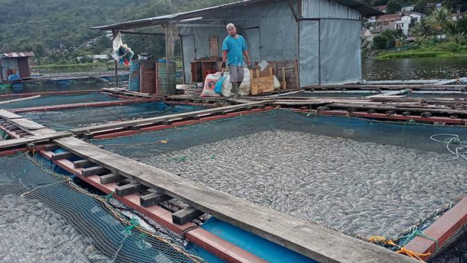 Teka-teki Kematian Mendadak Ribuan Ekor Ikan di Keramba ...