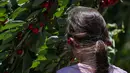 Seorang anak perempuan memasang ceri menjadi anting di sebuah kebun buah di Young, Negara Bagian New South Wales, Australia, 12 Desember 2020. Dengan musim panen tahunan jatuh sebelum Natal, buah merah mungil tersebut telah menjadi favorit warga Australia di musim liburan. (Xinhua/Bai Xuefei)