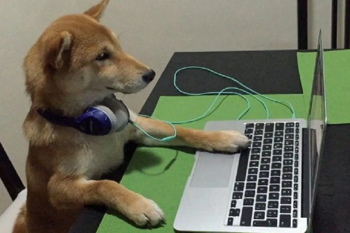 Anjing kecanduan nonton teve