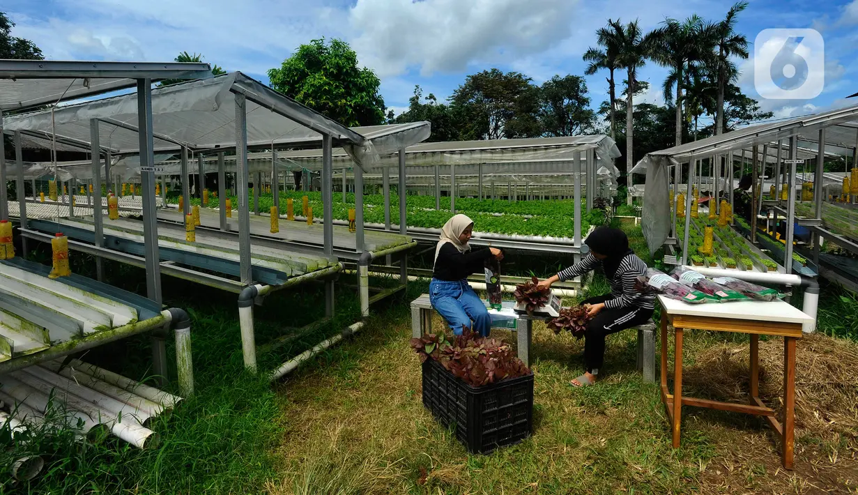 Pekerja mengemas bayam hasil panen di Kebun Hidroponikita, Sawangan, Depok, Jawa Barat, Senin (20/2/2023). Untuk satu kilogram bayam dijual dengan harga Rp 20 ribu - Rp 25 ribu dan dipasarkan di wilayah Jakarta-Bogor-Depok-Tangerang-Bekasi (Jabodetabek). (merdeka.com/Arie Basuki)