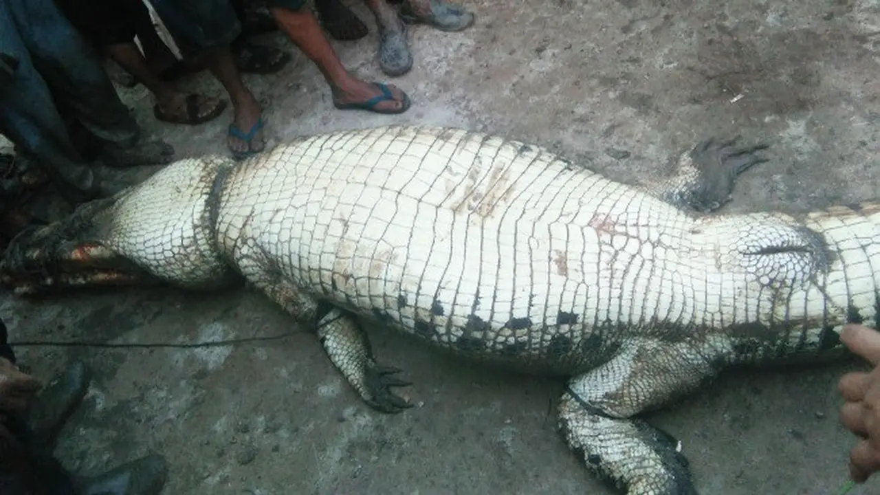 Buaya tangkapan masyarakat Sungai Lakar, Kabupaten Siak, karena memangsa manusia.