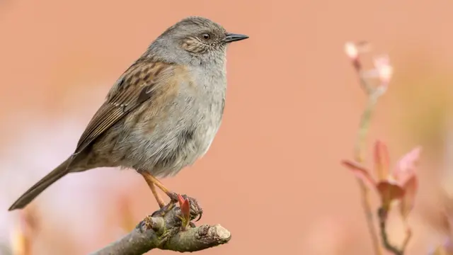 15 Burung yang Memiliki Telur Berwarna Biru