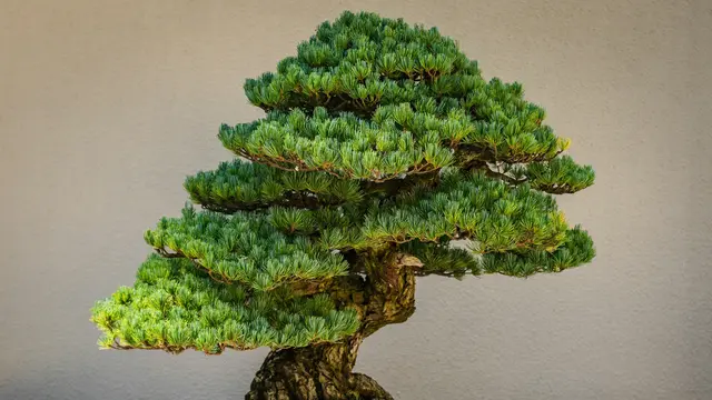 Cara Mengganti Pot dan Menyiram Bonsai dengan Tepat