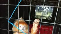 Lutung Jawa (Liputan6.com/Dian Kurniawan)