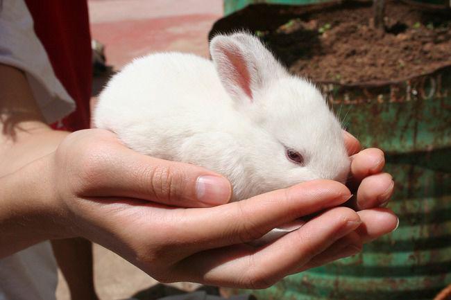Kelinci menjadi salah satu hewan percobaan bahan kimia | Foto: copyright pixabay.com