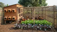 8 Desain Kandang Ayam Multifungsi Sekaligus Kebun Sayur: Solusi Optimal Lahan Terbatas