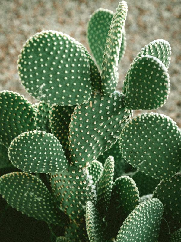 Kaktus (Unsplash.com/Jakob Owens).