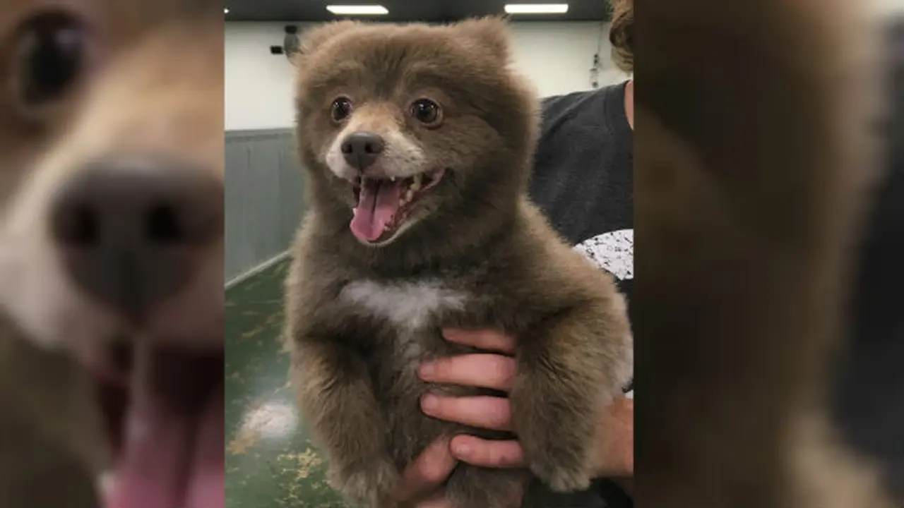 Coba Tebak, Ini Anjing atau Beruang? *FOTO