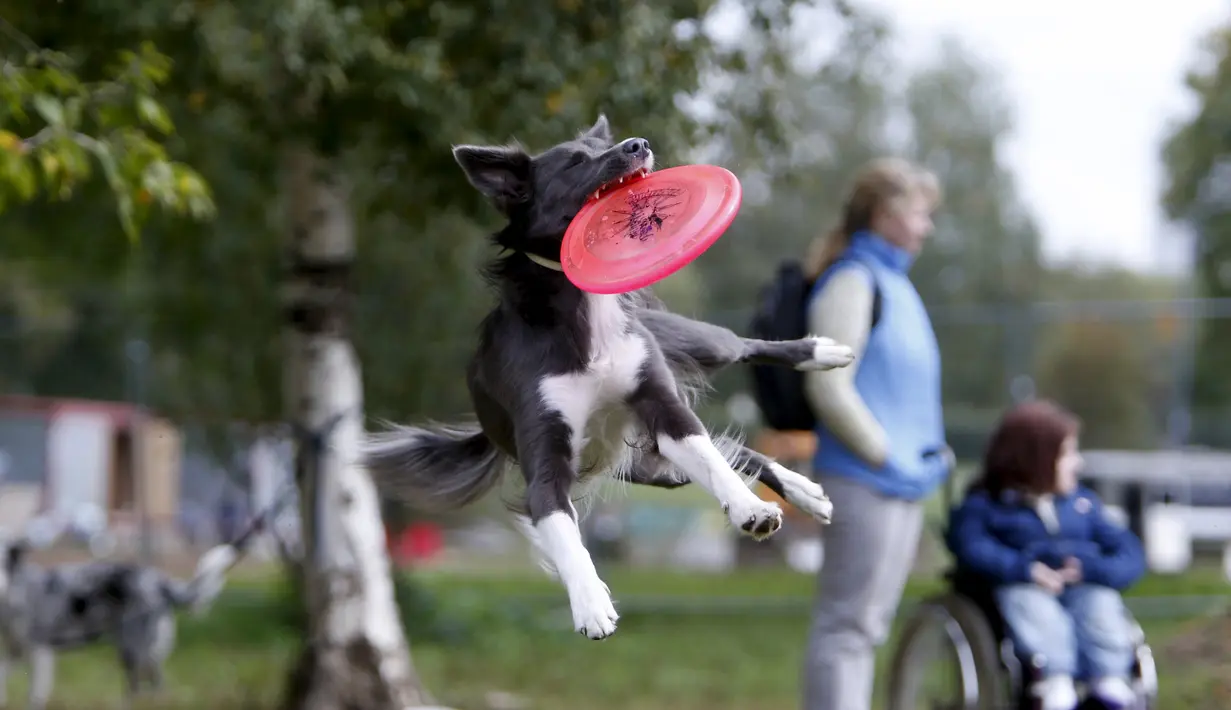 Seekor anjing menangkap frisbee dalam kompetisi frisbee anjing di Moskow, Minggu (13/9). Anjing dan pemiliknya ambil bagian dalam berbagai kategori jarak dan tes akurasi pada kompetisi untuk menilai keterampilan frisbee mereka. (REUTERS/Sergei Karpukhi)