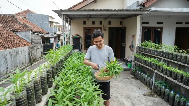 Cara Menanam Kangkung Air di Botol Bekas