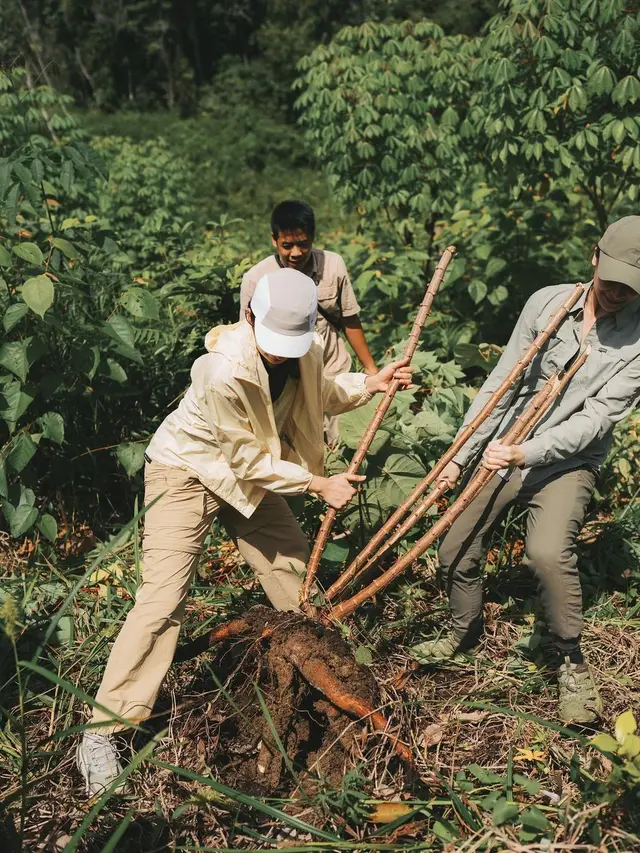 Maudy Ayunda panen singkong (Instagram/maudyayunda)