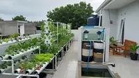 8 Kebun Hidroponik di Atap Rumah Biar Lahan Sempit Tetap Produktif, Panen Sayur Tanpa Lahan