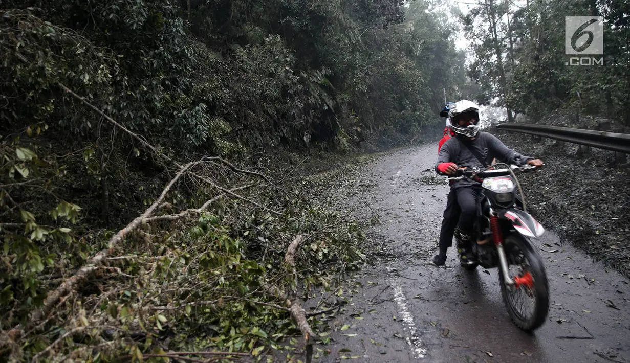 Pengendara melintas disamping pohon tumbang di Desa Sebudi, Karangasem, Bali, Minggu (3/12). Erupsi Gunung Agung menyebabkan dusun tersebut kosong ditinggal warga karena masuk dalam zona berbahaya. (Liputan6.com/Immanuel Antonius)