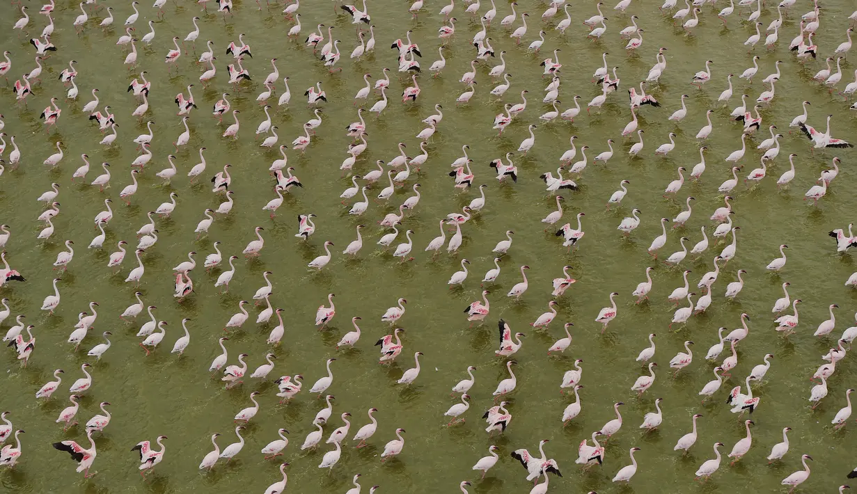 Kawanan burung flamingo terlihat di danau yang terletak di Taman Nasional Amboseli, Kenya, 21 Juni 2018. Diperkirakan terdapat sekitar 400 spesies burung dan 47 jenis hewan liar di taman nasional ini. (AFP/TONY KARUMBA)
