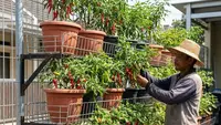 10 Desain Kebun Cabai di Pagar Kawat Ram Sistem Tempel, Solusi Lahan Sempit