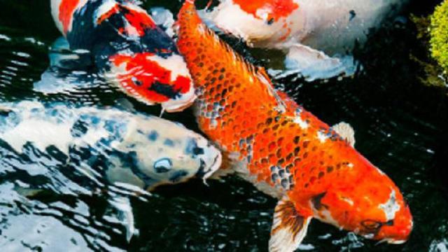 Ilustrasi ikan koi (iStock)