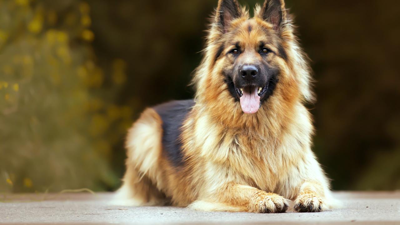 German Shepherd