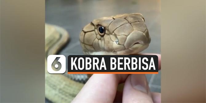 VIDEO: Tak Ada Takut-Takutnya, Pegang Kobra Berbisa Seperti Boneka