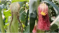 Rambut jagung yang ditata seperti rambut (Sumber: Twitter/utiothan)