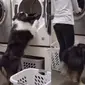 Anjing membantu pemiliknya mengeluarkan pakaian dari mesin cuci (Screenshot of Instagra,/@my_aussie_gal)