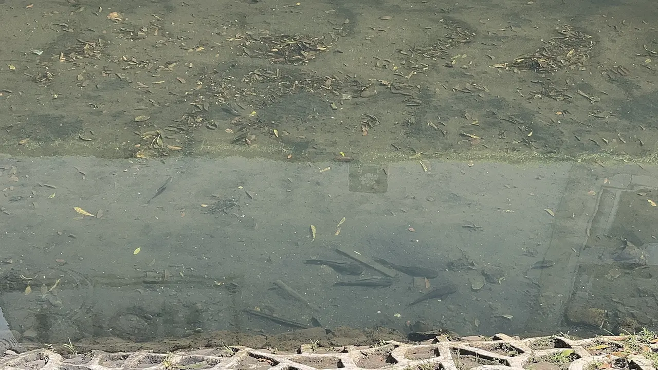 Populasi ikan sapu-sapu di Kali Cideng sekitar Bundaran HI, Jakarta Pusat (Jakpus) masih terlihat mendominasi kali.